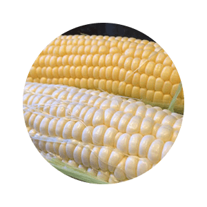 MAIZE